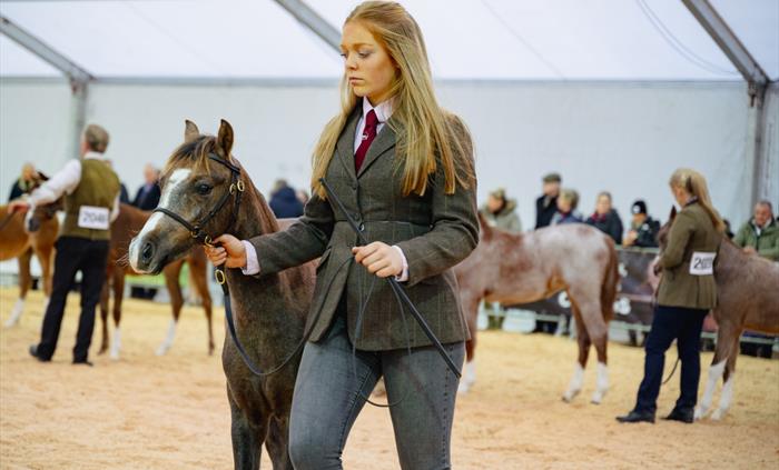 Royal Welsh Winter Fair